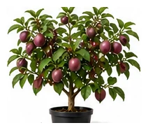 Plum whole plant
