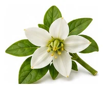 Poblano flower detail