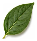 Poblano leaf detail