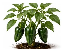Poblano whole plant