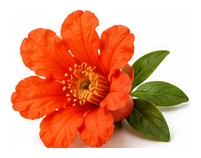 Pomegranate flower detail