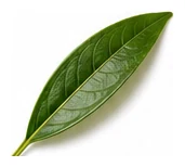 Pomegranate leaf detail