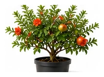 Pomegranate whole plant