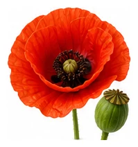 Poppy flower detail