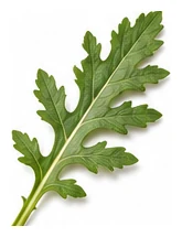 Poppy leaf detail
