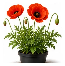Poppy whole plant