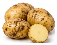 Potato harvest / detail
