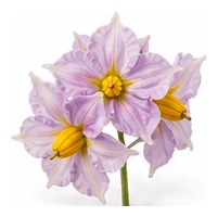 Potato flower detail