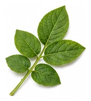 Potato leaf detail