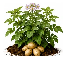 Potato whole plant