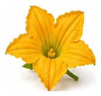 Pumpkin flower detail