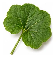 Pumpkin leaf detail