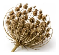 Queen Anne's Lace harvest / detail