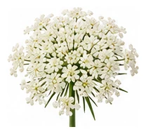 Queen Anne's Lace flower detail