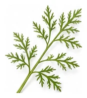 Queen Anne's Lace leaf detail
