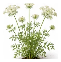 Queen Anne's Lace whole plant
