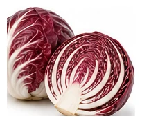 Radicchio harvest / detail