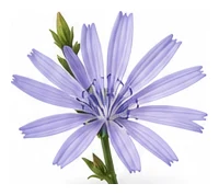Radicchio flower detail