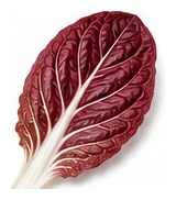 Radicchio leaf detail