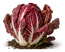Radicchio whole plant