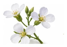 Radish flower detail