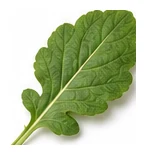 Radish leaf detail