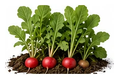 Radish whole plant