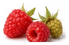 Raspberry harvest / detail