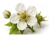 Raspberry flower detail