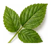 Raspberry leaf detail