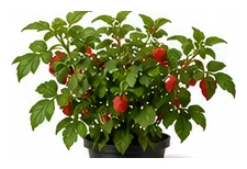 Raspberry whole plant