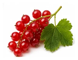 Redcurrant harvest / detail