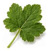 Redcurrant leaf detail