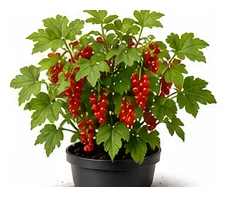 Redcurrant whole plant