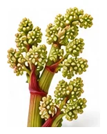 Rhubarb flower detail