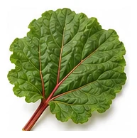 Rhubarb leaf detail