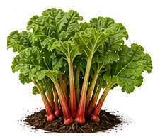 Rhubarb whole plant