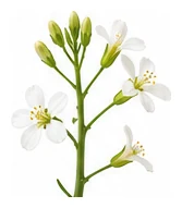 Rocket flower detail