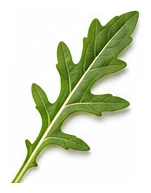 Rocket leaf detail