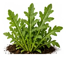 Rocket whole plant