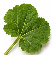 Rockmelon leaf detail