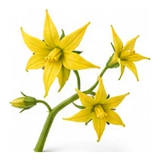 Roma Tomato flower detail