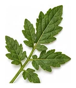 Roma Tomato leaf detail