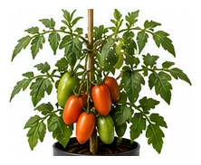 Roma Tomato whole plant