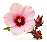 Rosella flower detail