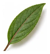Rosella leaf detail
