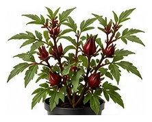 Rosella whole plant