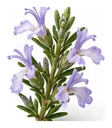 Rosemary flower detail