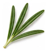 Rosemary leaf detail