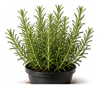 Rosemary whole plant